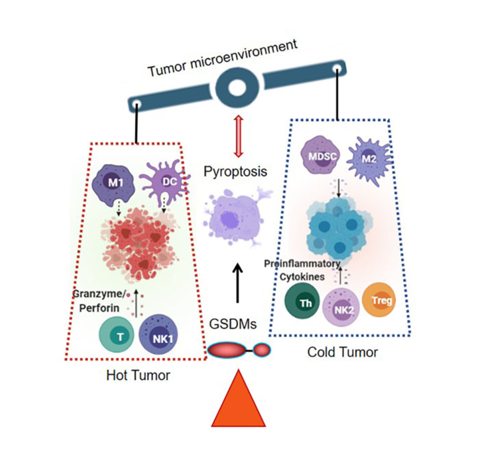博鳌国际医院再生医学研究中心在国际权威SCI杂志《Frontiers in Immunology》上发表综述性论文插图4