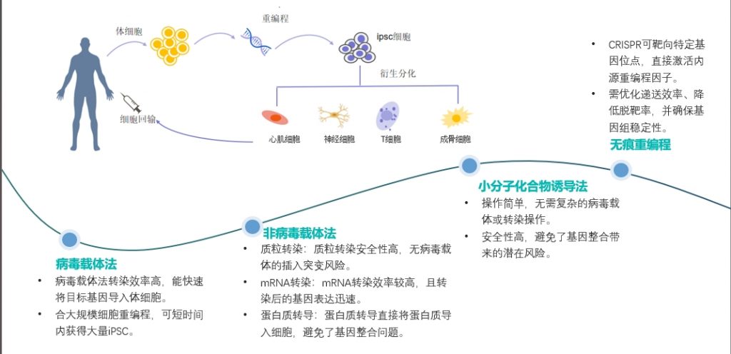 IPSC革命：改写生命密码的细胞工程 ——从实验室突破到医学新纪元插图2