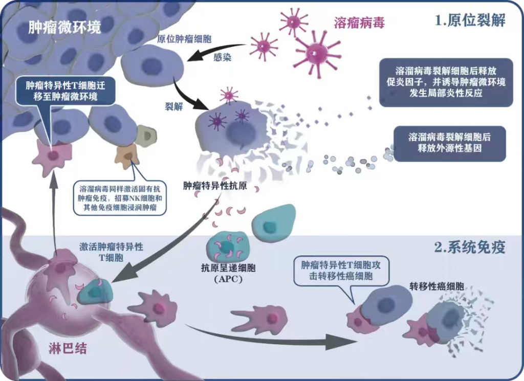 重磅!博鳌国际医院的溶瘤病毒疗法获得CDE临床批件插图 重磅!博鳌国际医院的溶瘤病毒疗法获得CDE临床批件插图